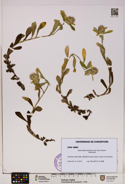 Gamochaeta spiciformis [Espécimen: UDEC:CONC:0182903]