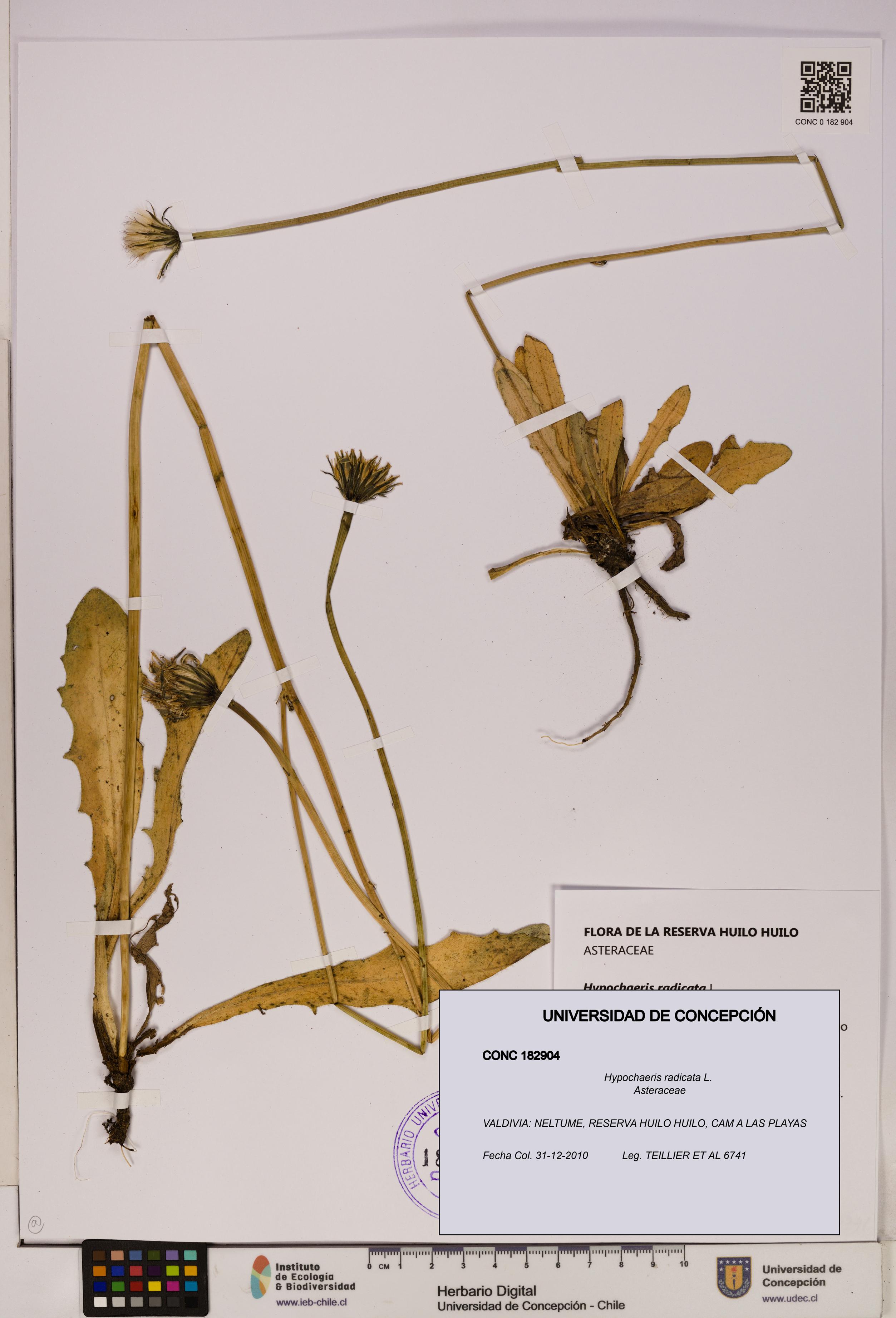Hypochaeris radicata [Espécimen: UDEC:CONC:0182904]