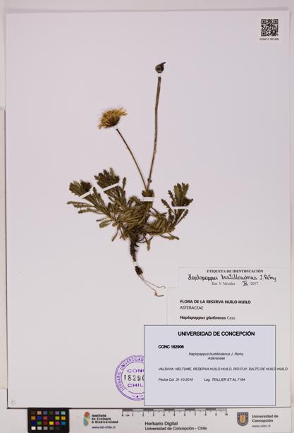 Haplopappus bustillosianus [Espécimen: UDEC:CONC:0182906]