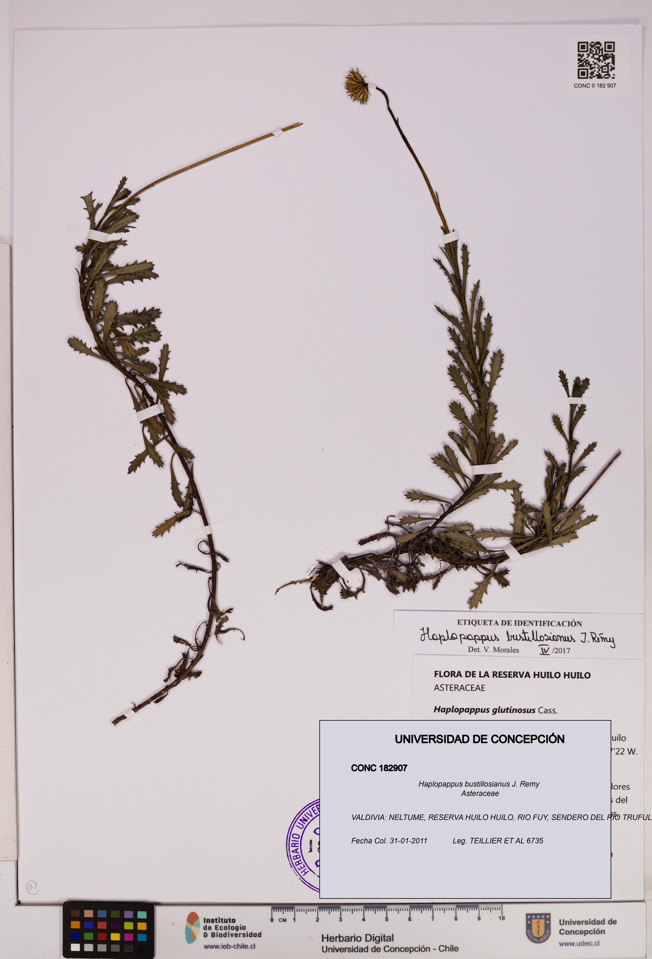 Haplopappus bustillosianus [Espécimen: UDEC:CONC:0182907]