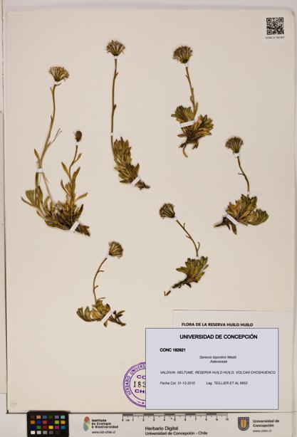 Senecio bipontinii [Espécimen: UDEC:CONC:0182921]