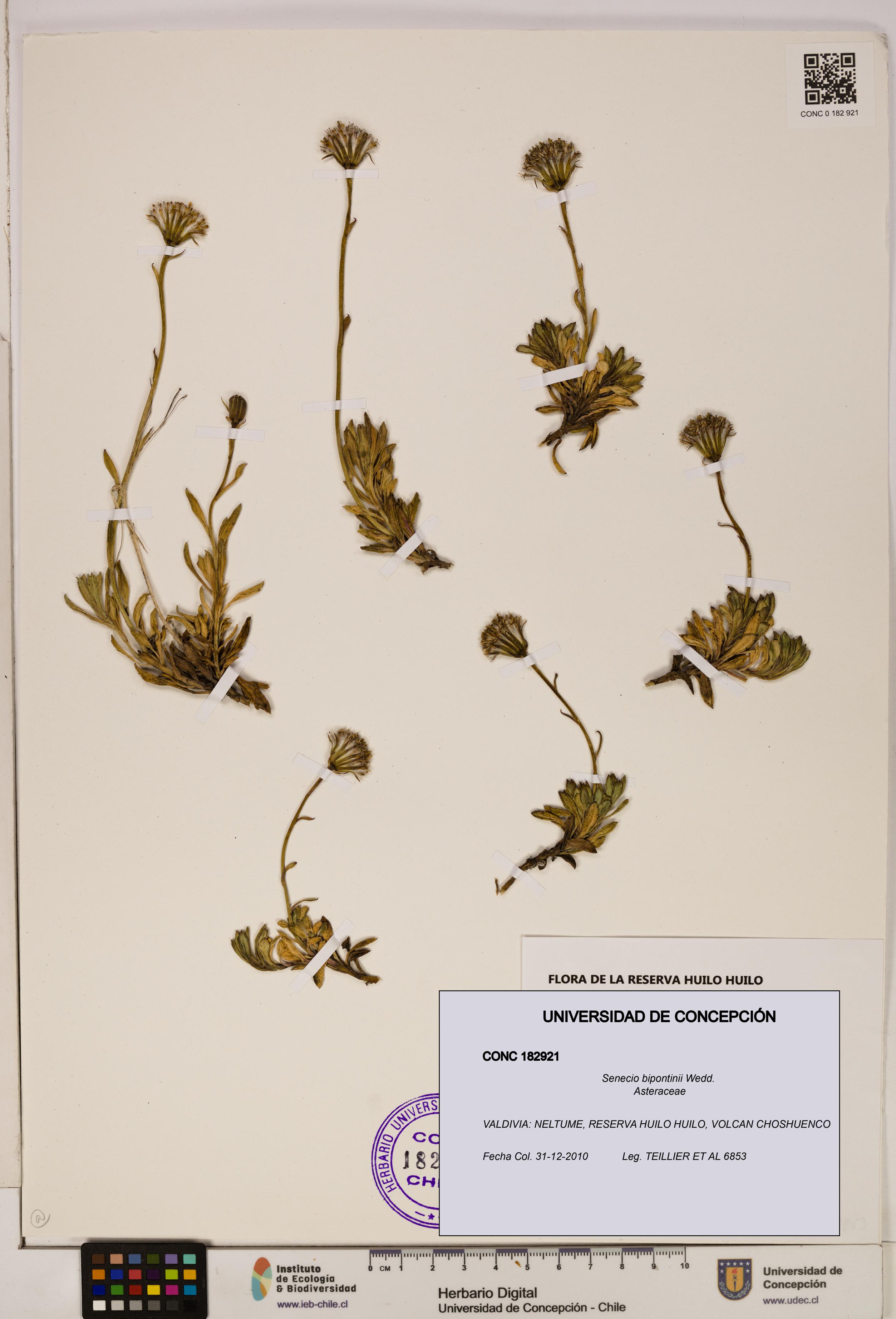 Senecio bipontinii [Espécimen: UDEC:CONC:0182921]