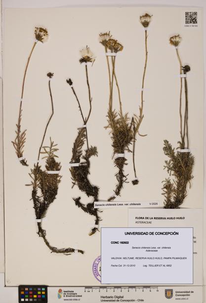 Senecio chilensis var. chilensis [Espécimen: UDEC:CONC:0182922]