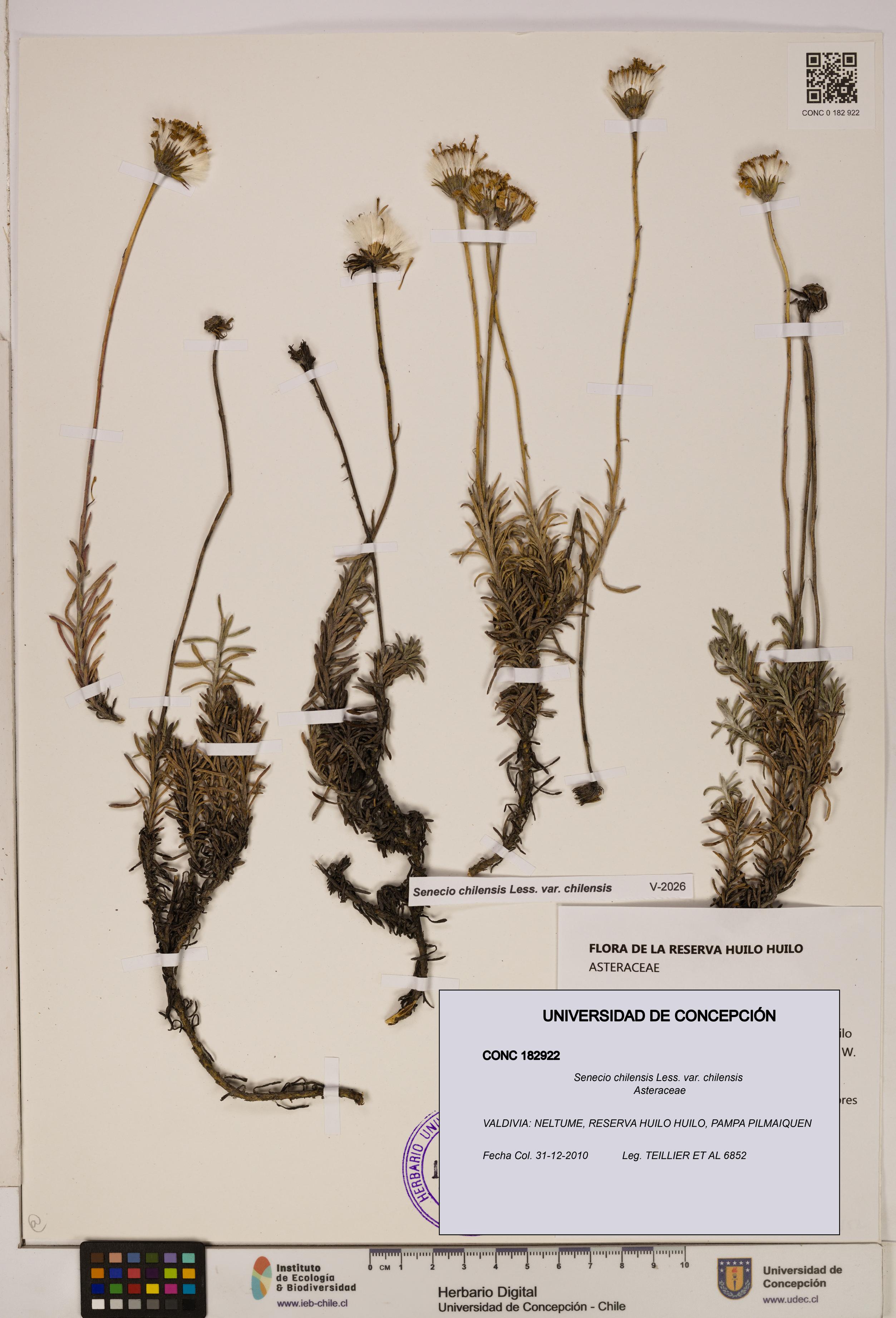Senecio chilensis var. chilensis [Espécimen: UDEC:CONC:0182922]