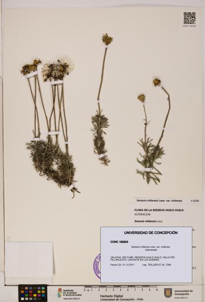 Senecio chilensis var. chilensis [Espécimen: UDEC:CONC:0182923]