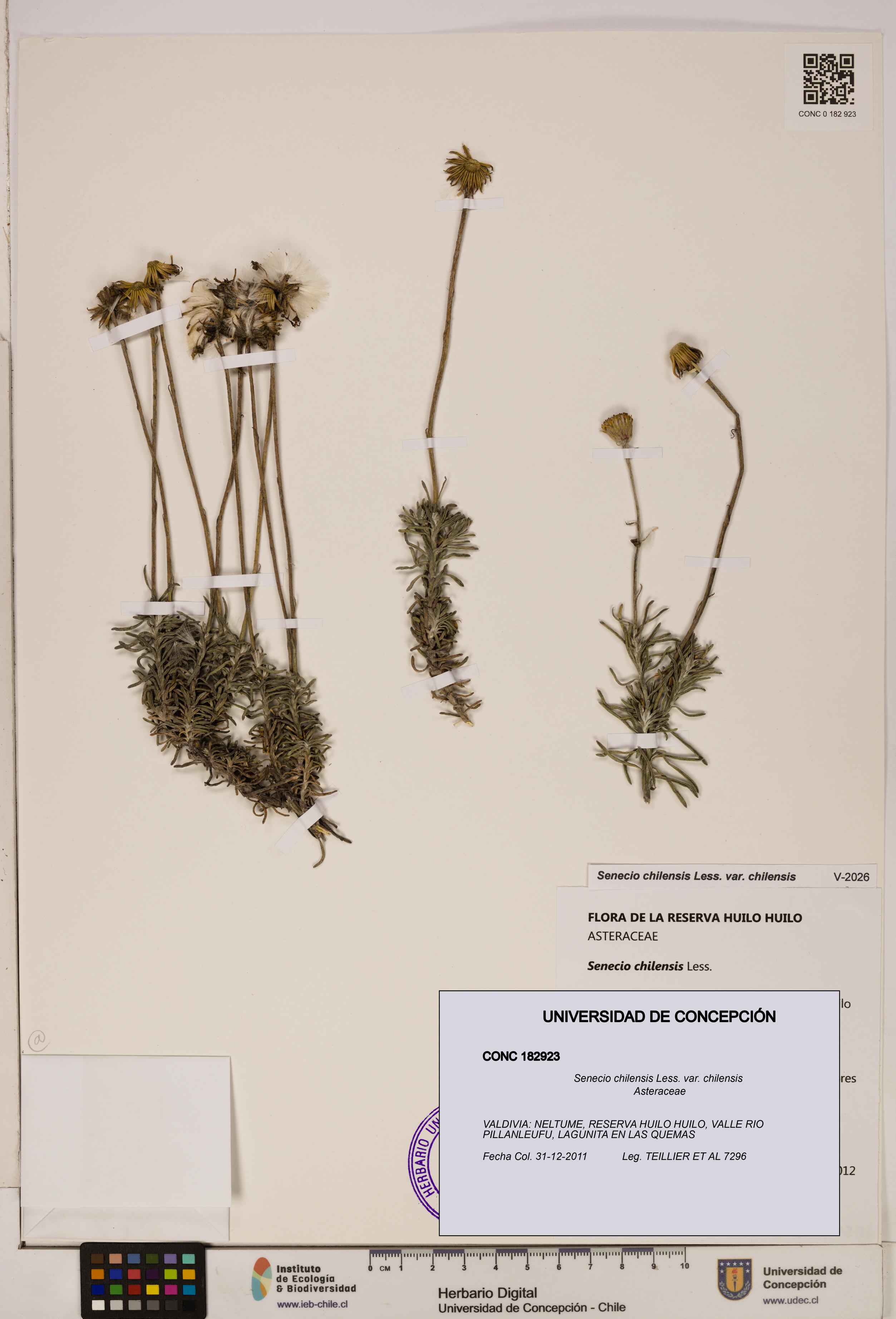 Senecio chilensis var. chilensis [Espécimen: UDEC:CONC:0182923]