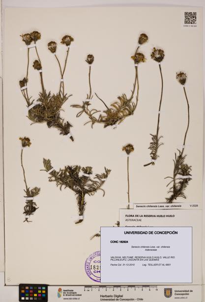 Senecio chilensis var. chilensis [Espécimen: UDEC:CONC:0182924]
