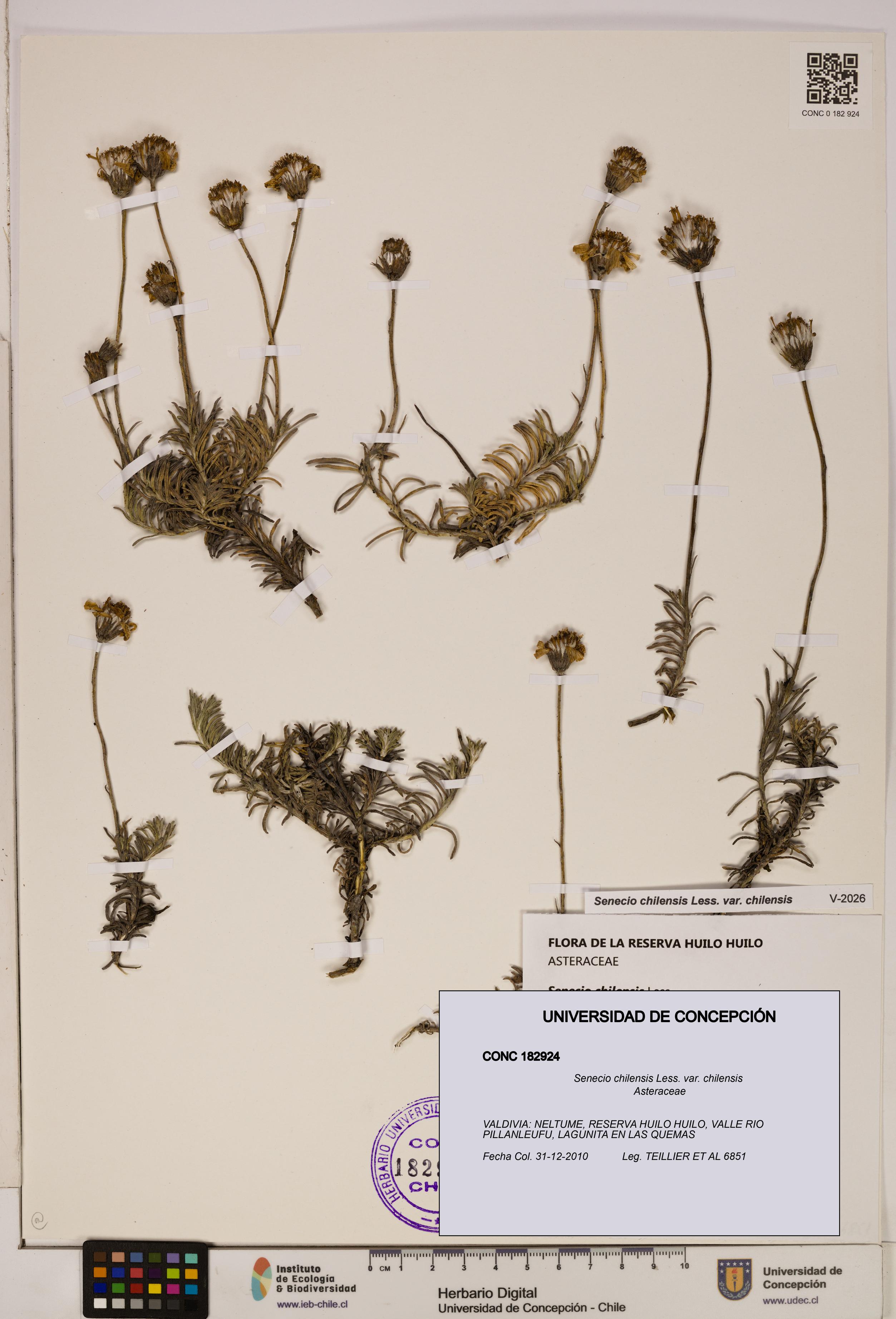 Senecio chilensis var. chilensis [Espécimen: UDEC:CONC:0182924]