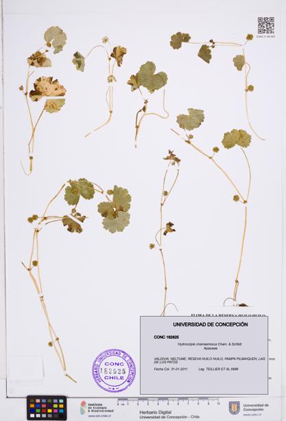Hydrocotyle chamaemorus [Espécimen: ]