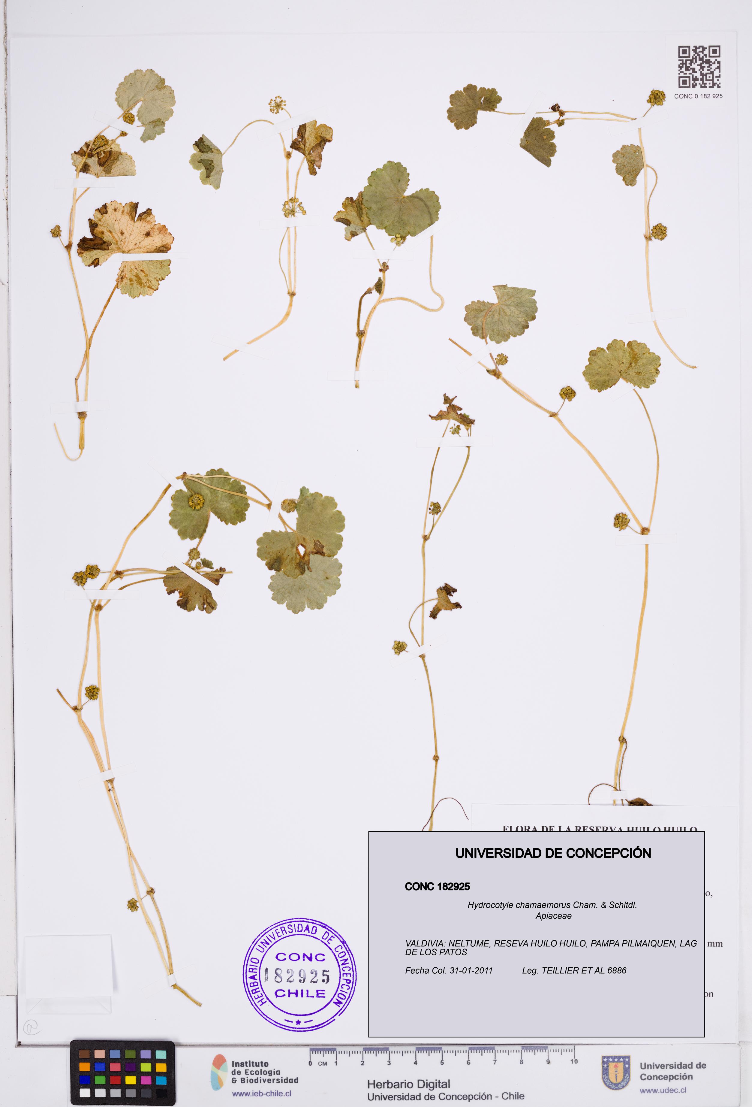 Hydrocotyle chamaemorus [Espécimen: ]