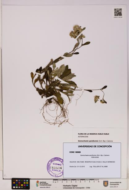 Gamochaeta spiciformis [Espécimen: UDEC:CONC:0182926]