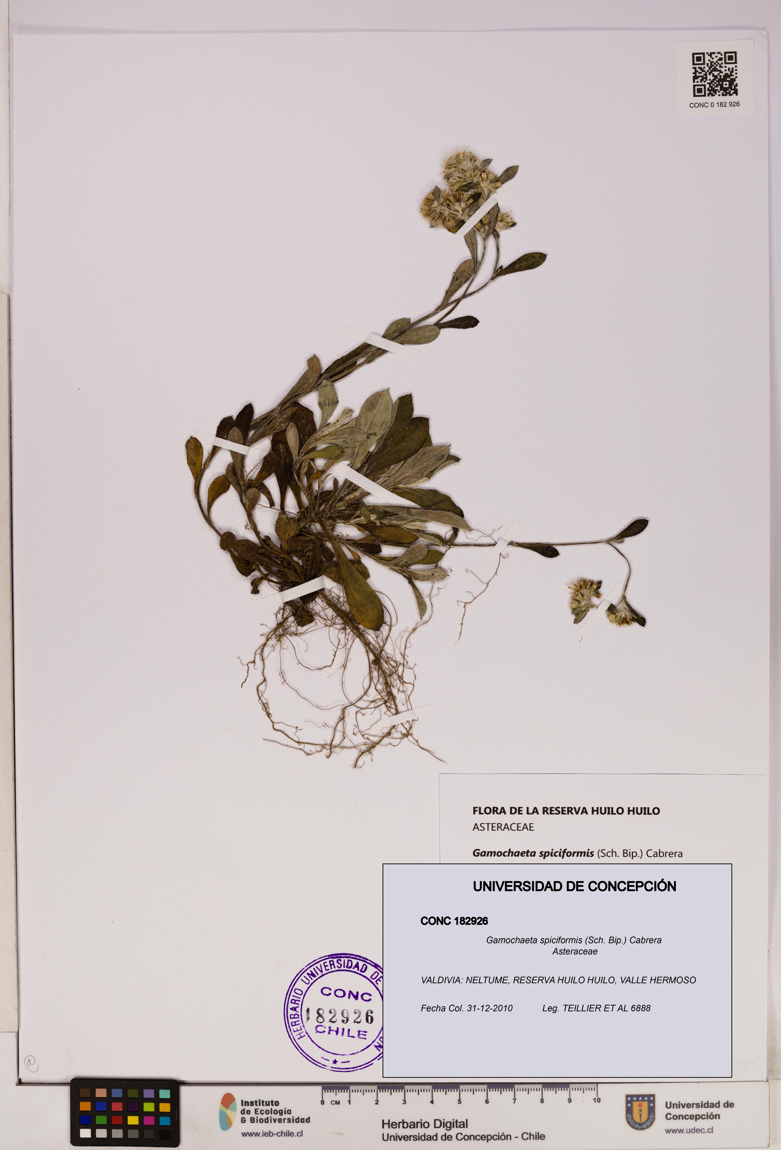 Gamochaeta spiciformis [Espécimen: UDEC:CONC:0182926]