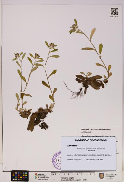 Gamochaeta spiciformis [Espécimen: UDEC:CONC:0182927]