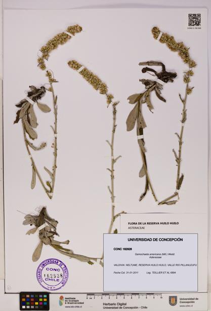 Gamochaeta americana [Espécimen: UDEC:CONC:0182928]