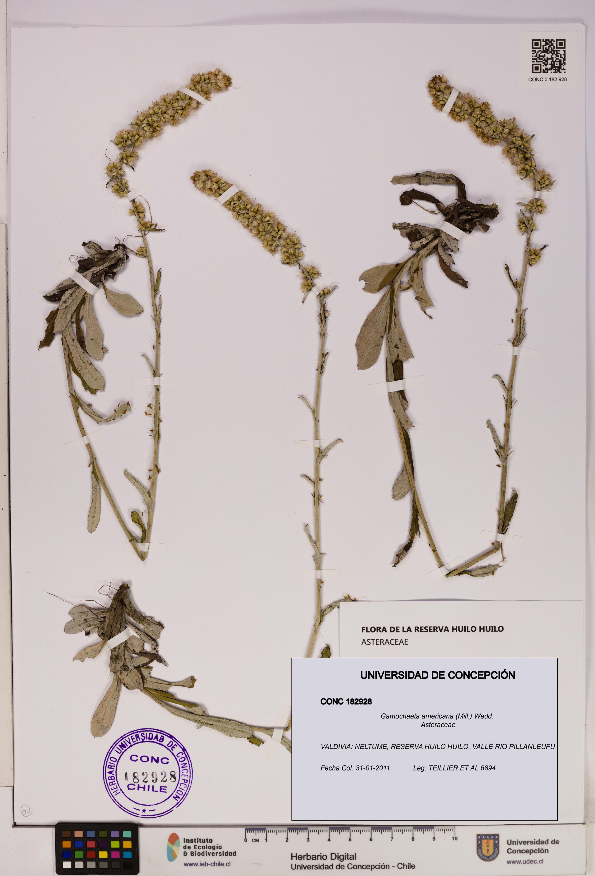 Gamochaeta americana [Espécimen: UDEC:CONC:0182928]