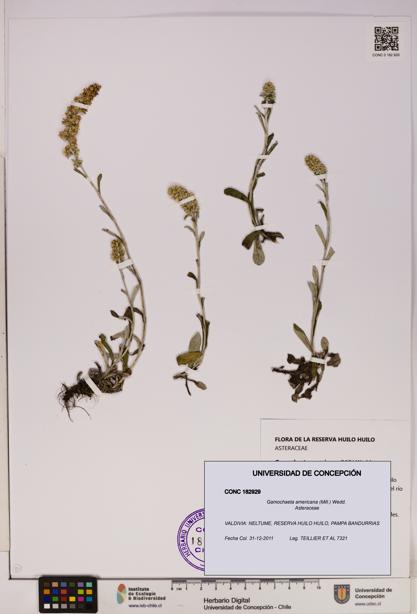 Gamochaeta americana [Espécimen: UDEC:CONC:0182929]