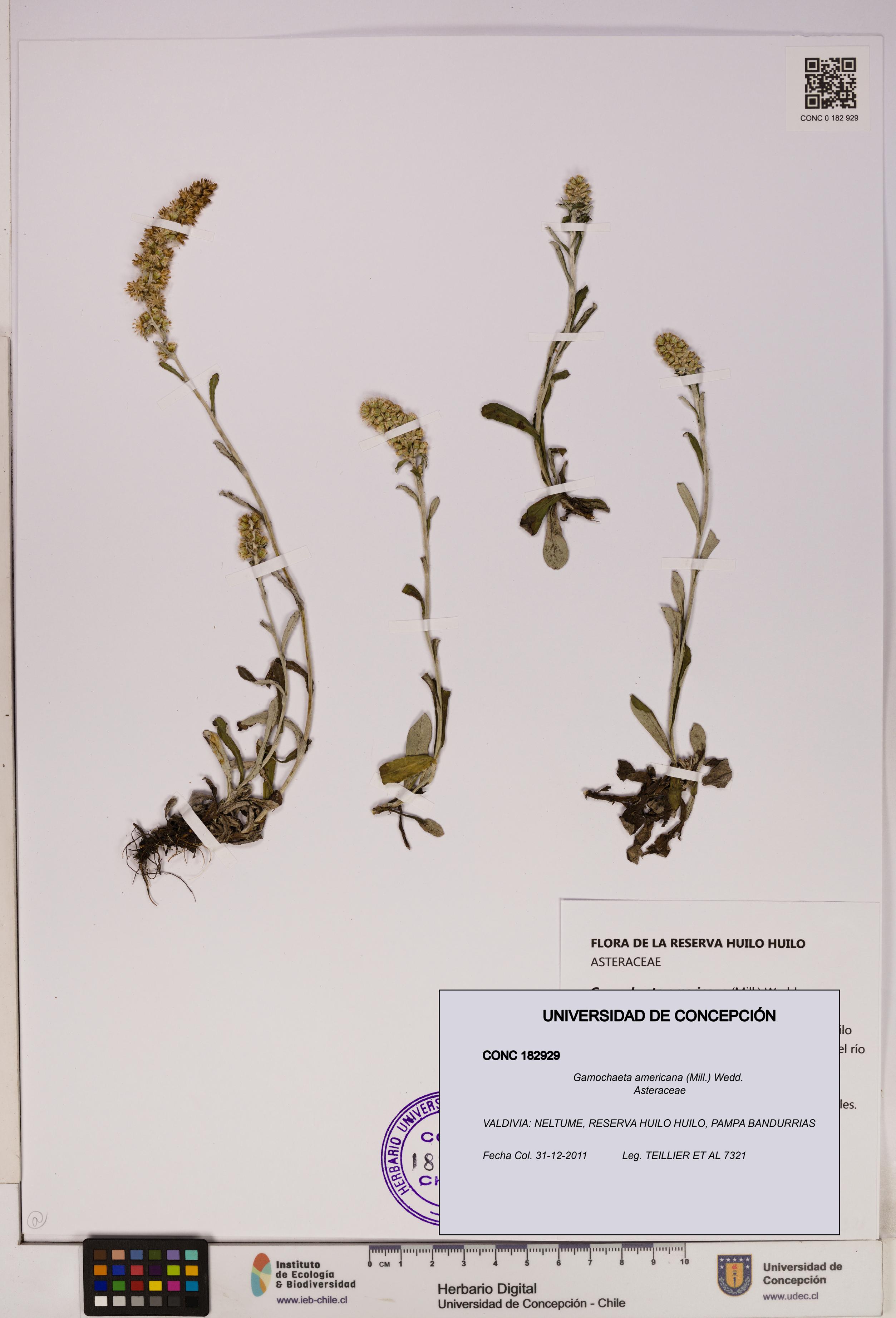 Gamochaeta americana [Espécimen: UDEC:CONC:0182929]