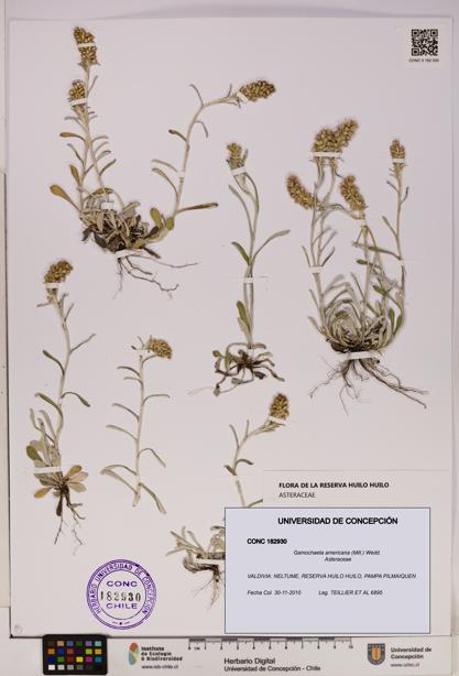 Gamochaeta americana [Espécimen: UDEC:CONC:0182930]