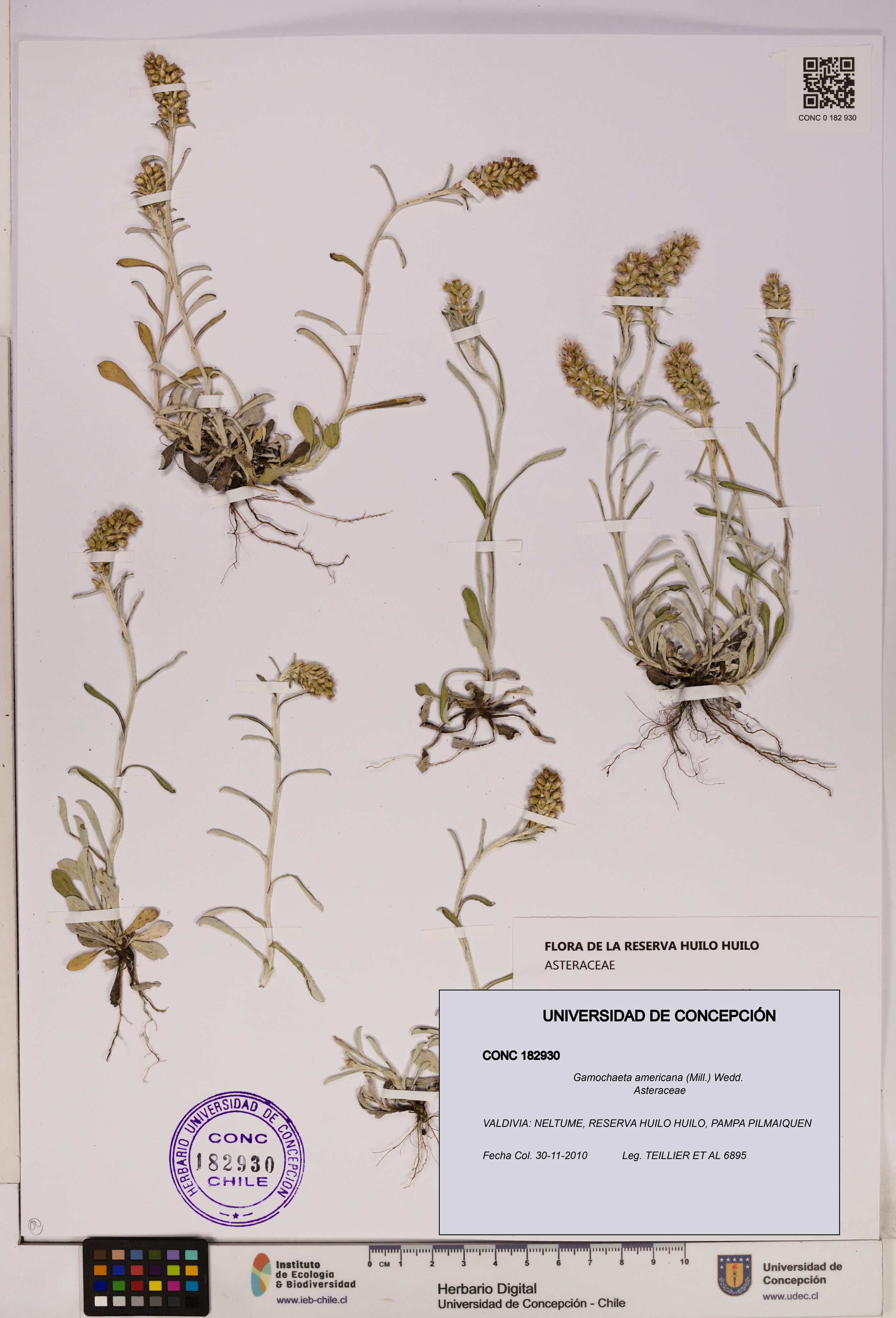 Gamochaeta americana [Espécimen: UDEC:CONC:0182930]