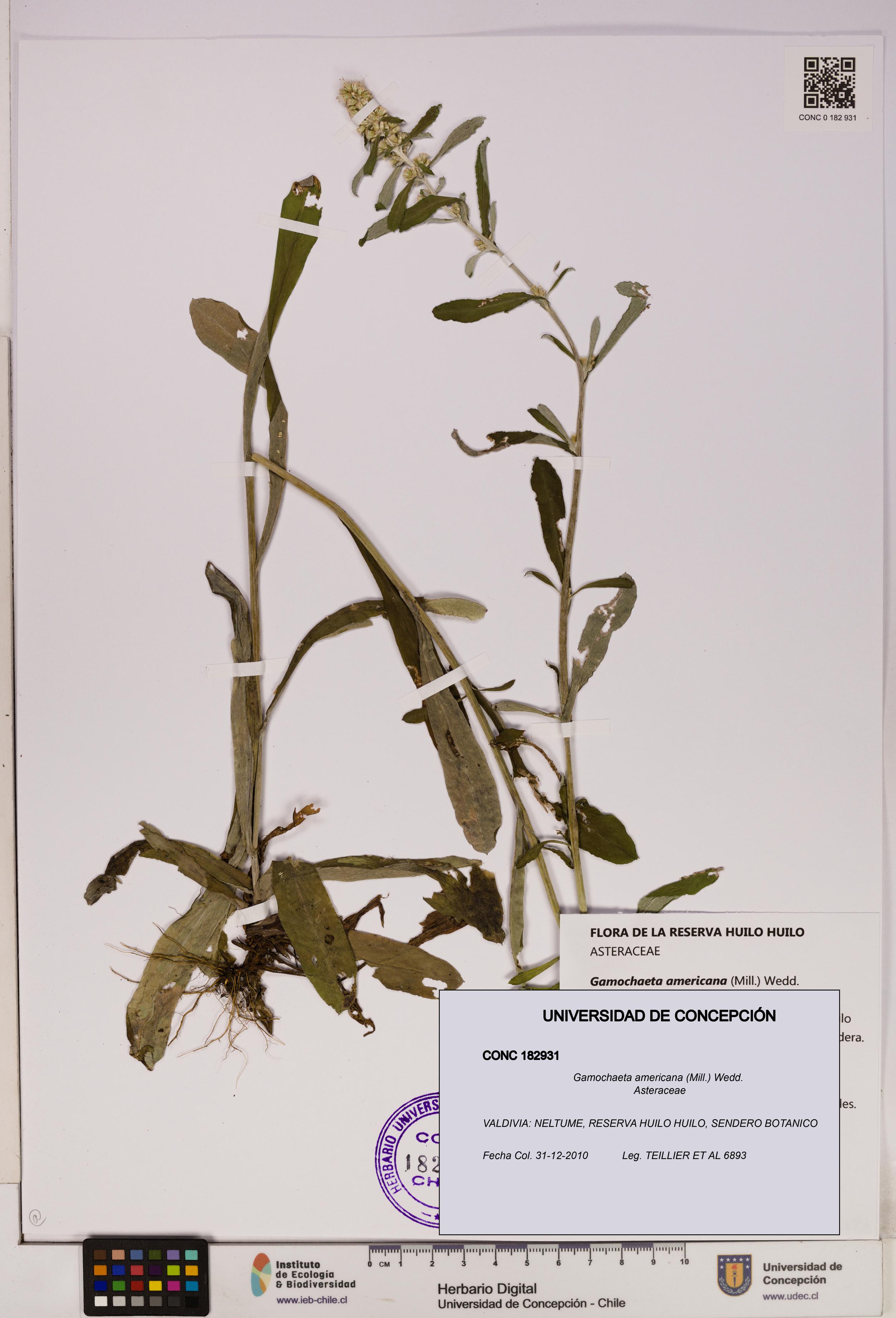 Gamochaeta americana [Espécimen: UDEC:CONC:0182931]
