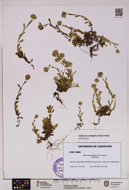 Gamochaeta depilata [Espécimen: UDEC:CONC:0182932]