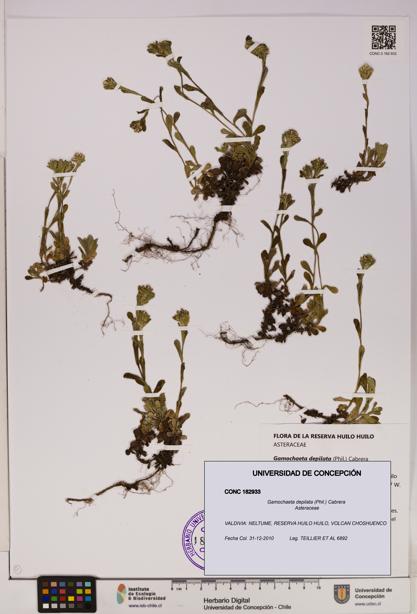 Gamochaeta depilata [Espécimen: UDEC:CONC:0182933]