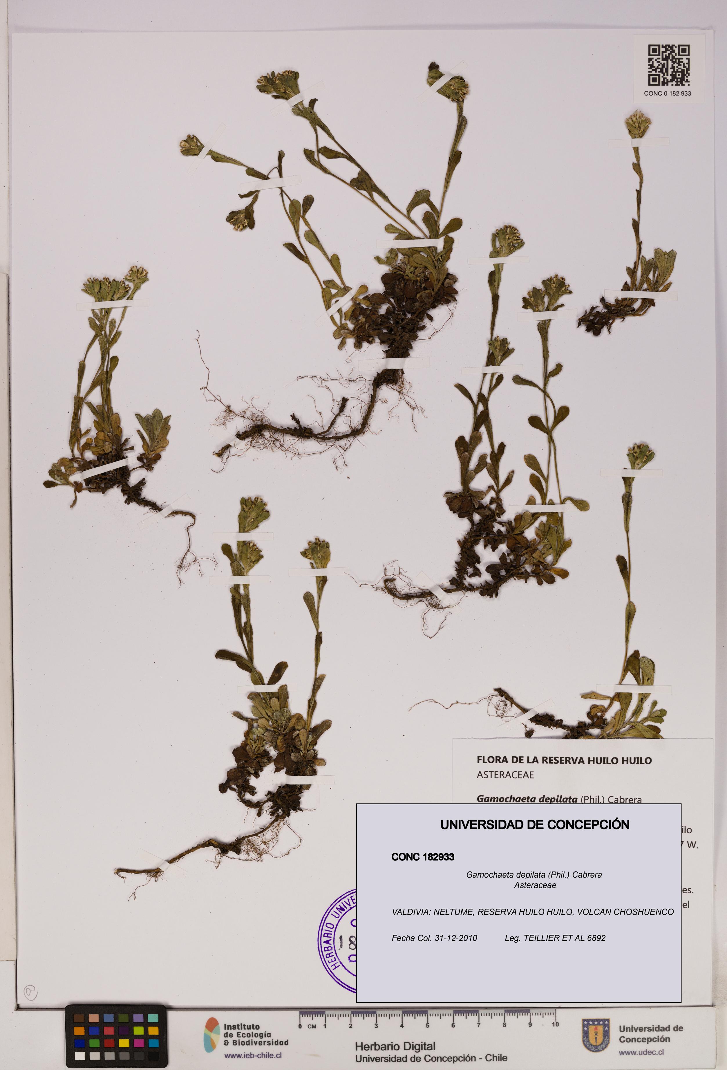 Gamochaeta depilata [Espécimen: UDEC:CONC:0182933]