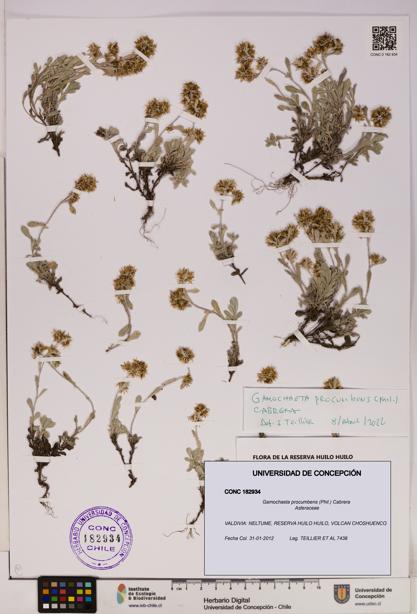 Gamochaeta procumbens [Espécimen: UDEC:CONC:0182934]