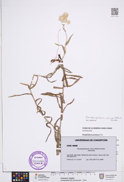 Pseudognaphalium viravira [Espécimen: ]