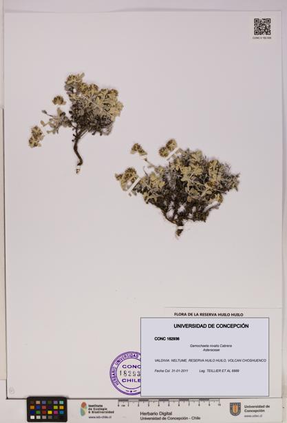 Gamochaeta nivalis [Espécimen: UDEC:CONC:0182936]