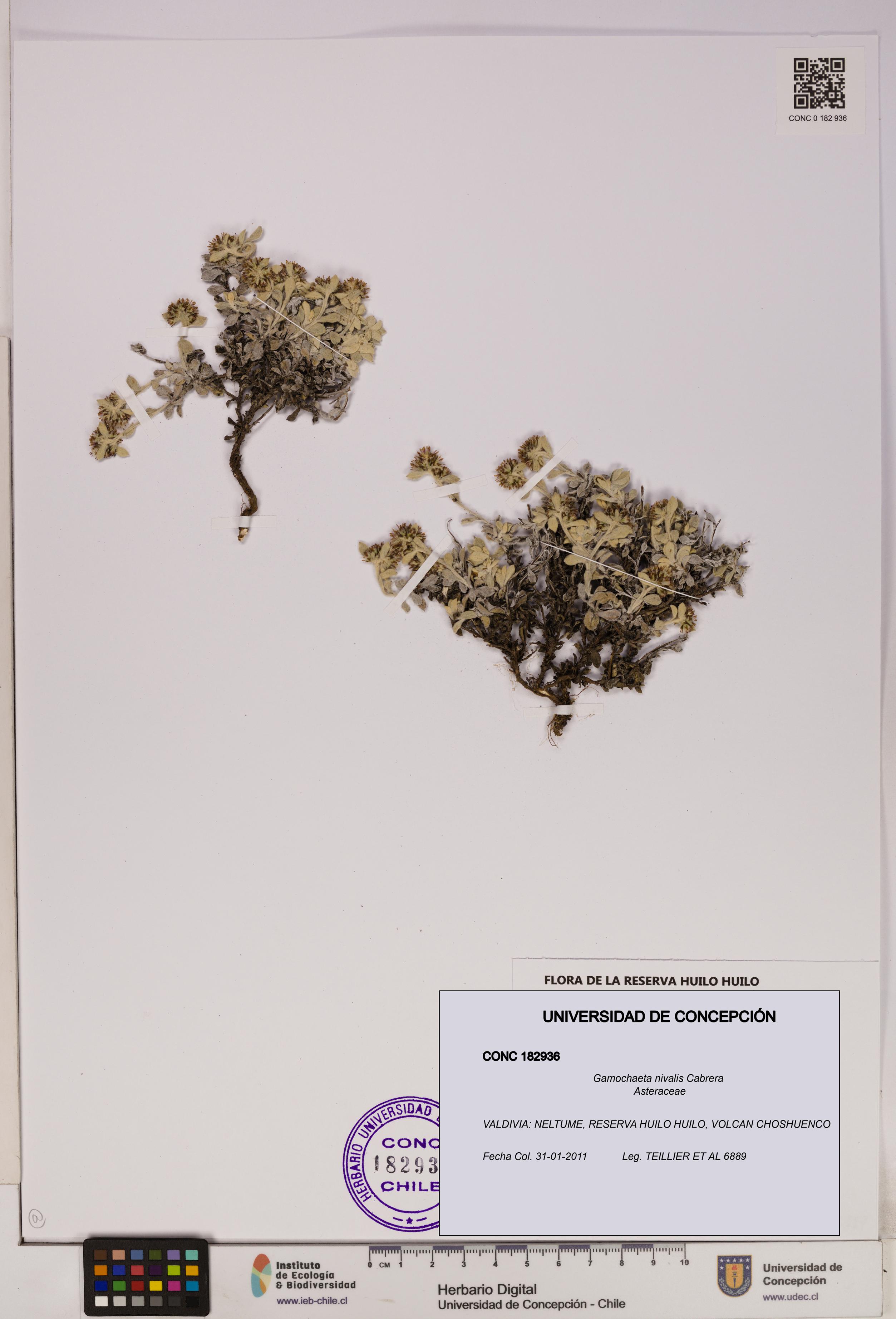 Gamochaeta nivalis [Espécimen: UDEC:CONC:0182936]