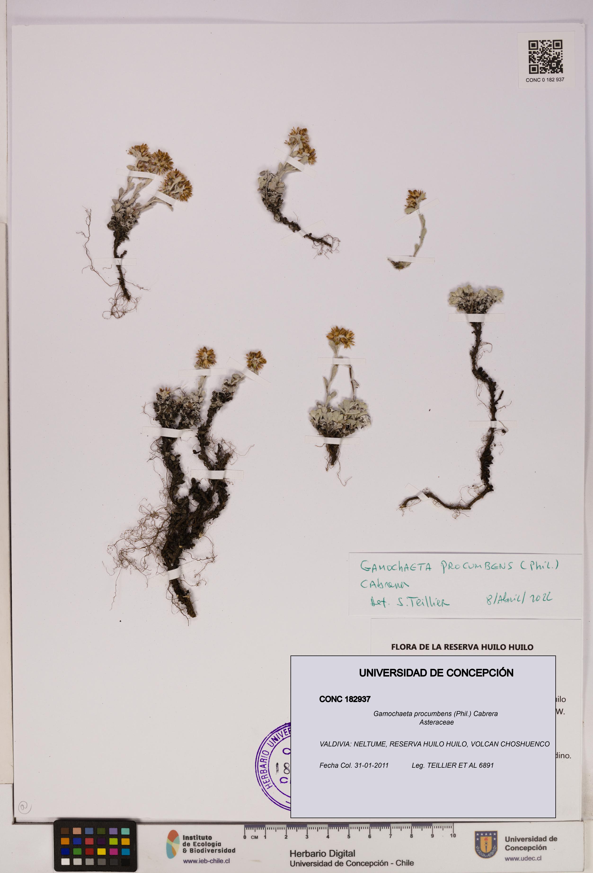 Gamochaeta procumbens [Espécimen: UDEC:CONC:0182937]