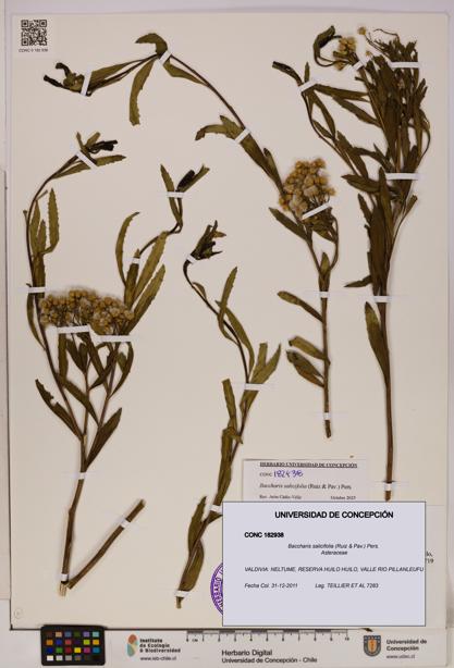 Baccharis salicifolia [Espécimen: UDEC:CONC:0182938]