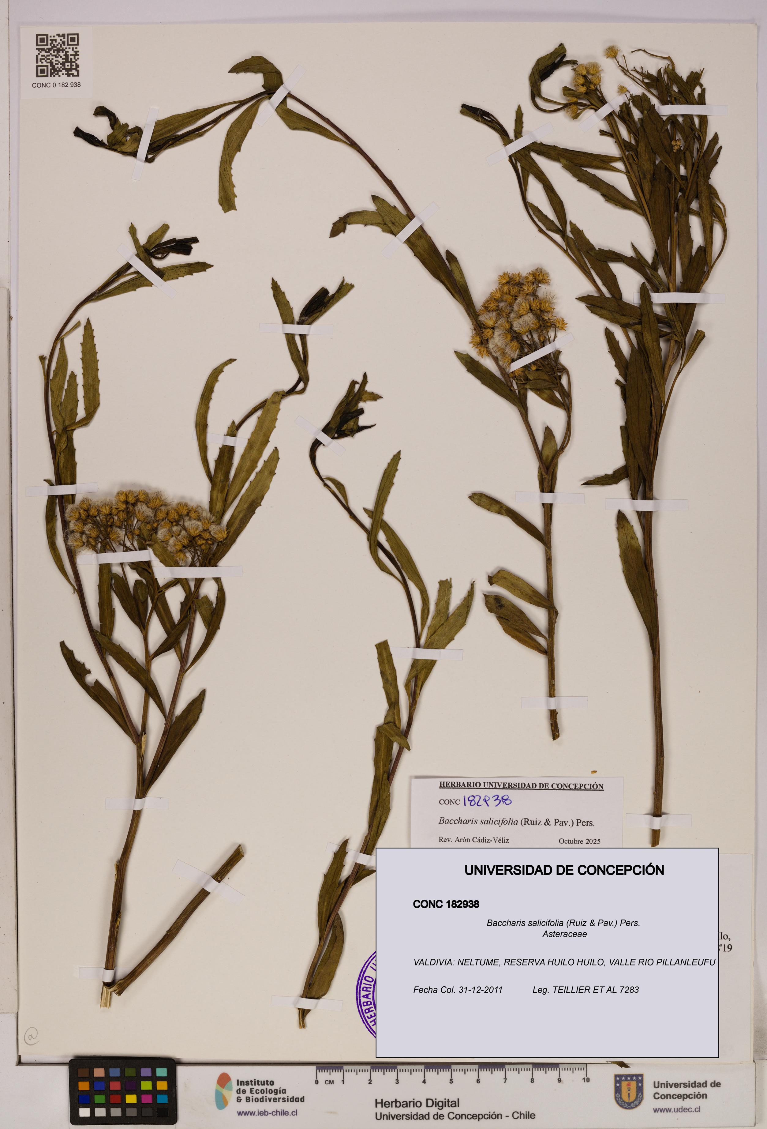 Baccharis salicifolia [Espécimen: UDEC:CONC:0182938]