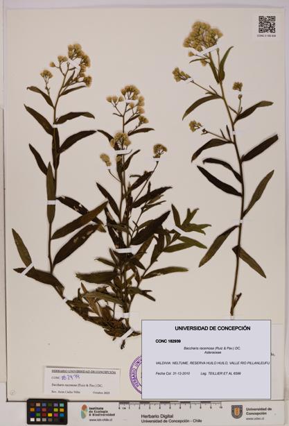 Baccharis racemosa [Espécimen: UDEC:CONC:0182939]