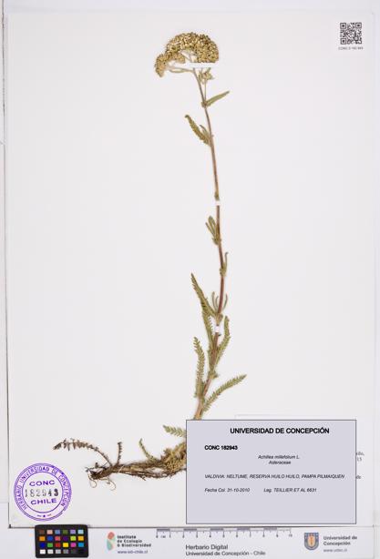 Achillea millefolium [Espécimen: ]