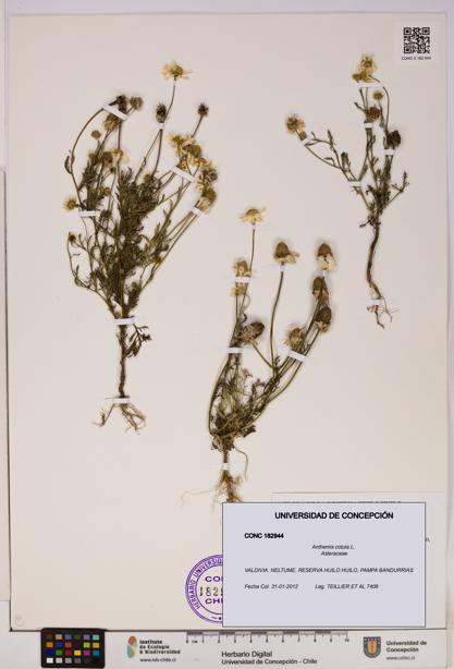 Anthemis cotula [Espécimen: UDEC:CONC:0182944]