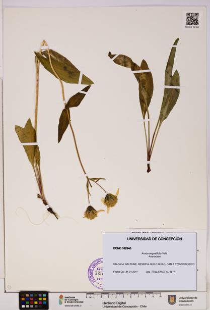 Arnica angustifolia [Espécimen: UDEC:CONC:0182945]