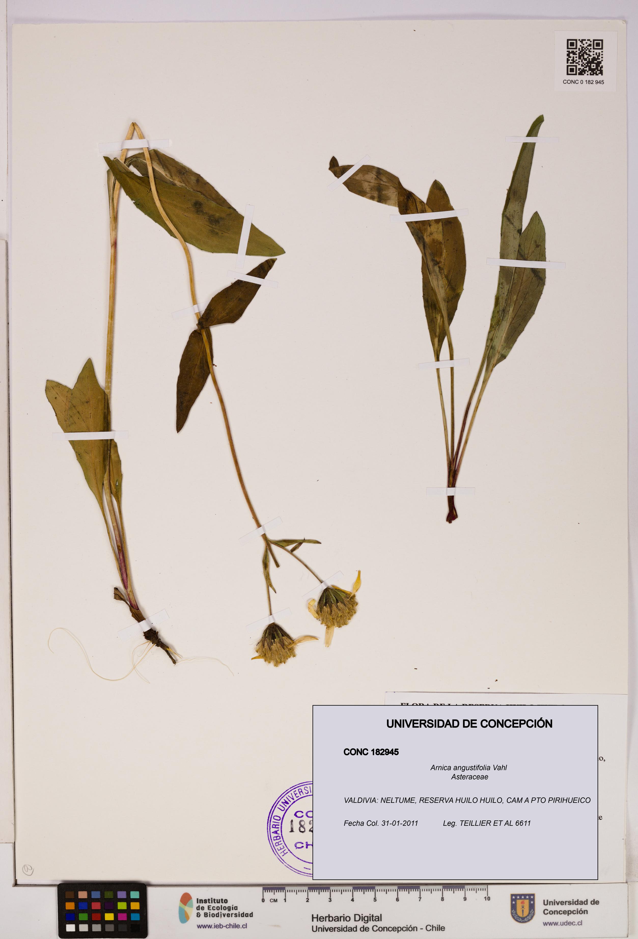 Arnica angustifolia [Espécimen: UDEC:CONC:0182945]