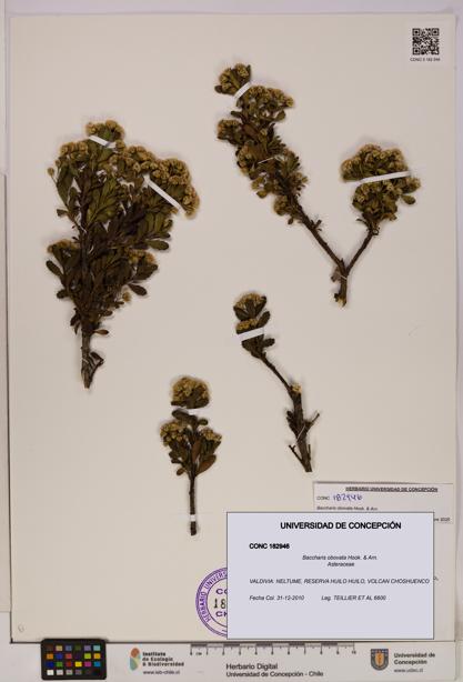 Baccharis obovata [Espécimen: UDEC:CONC:0182946]