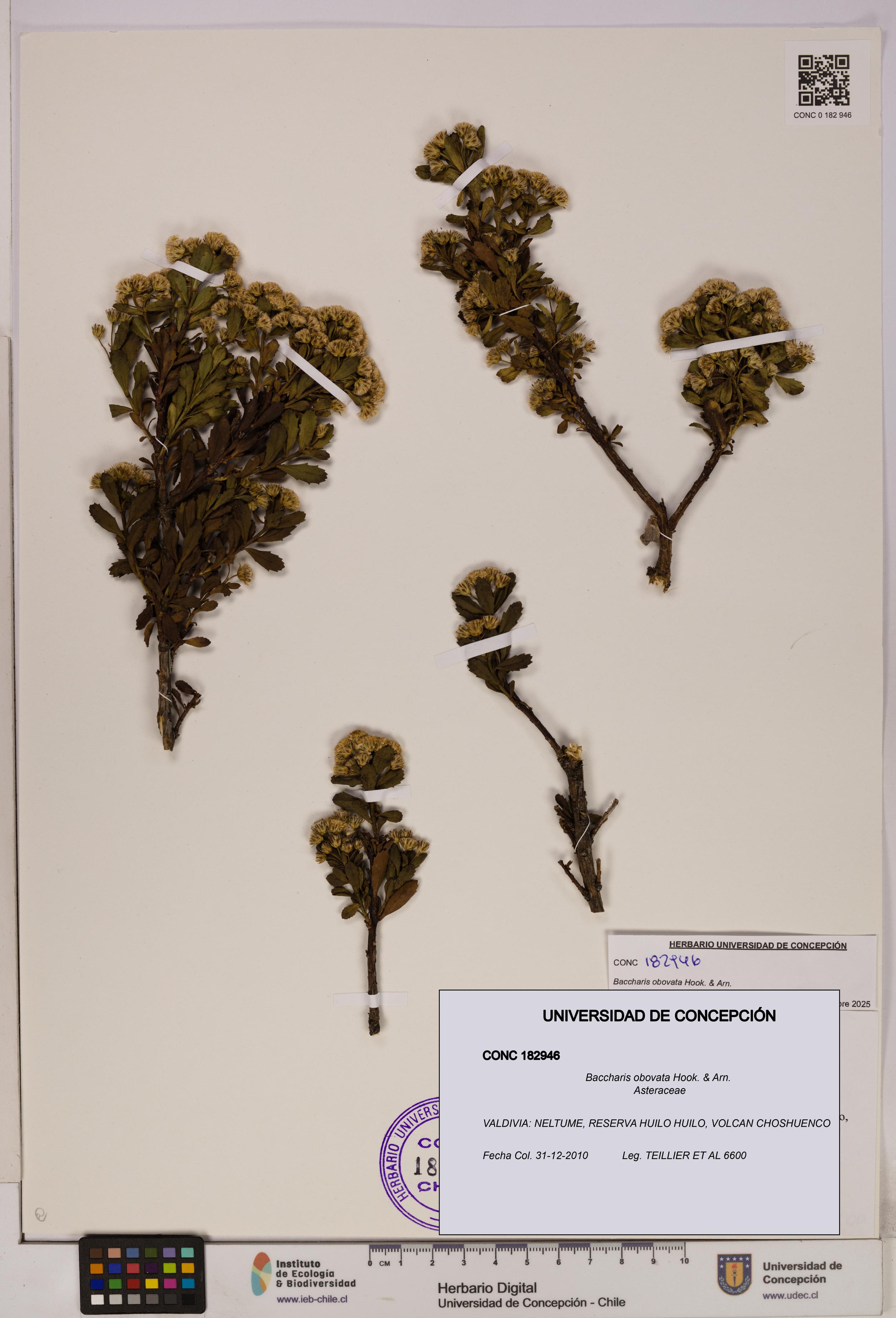 Baccharis obovata [Espécimen: UDEC:CONC:0182946]
