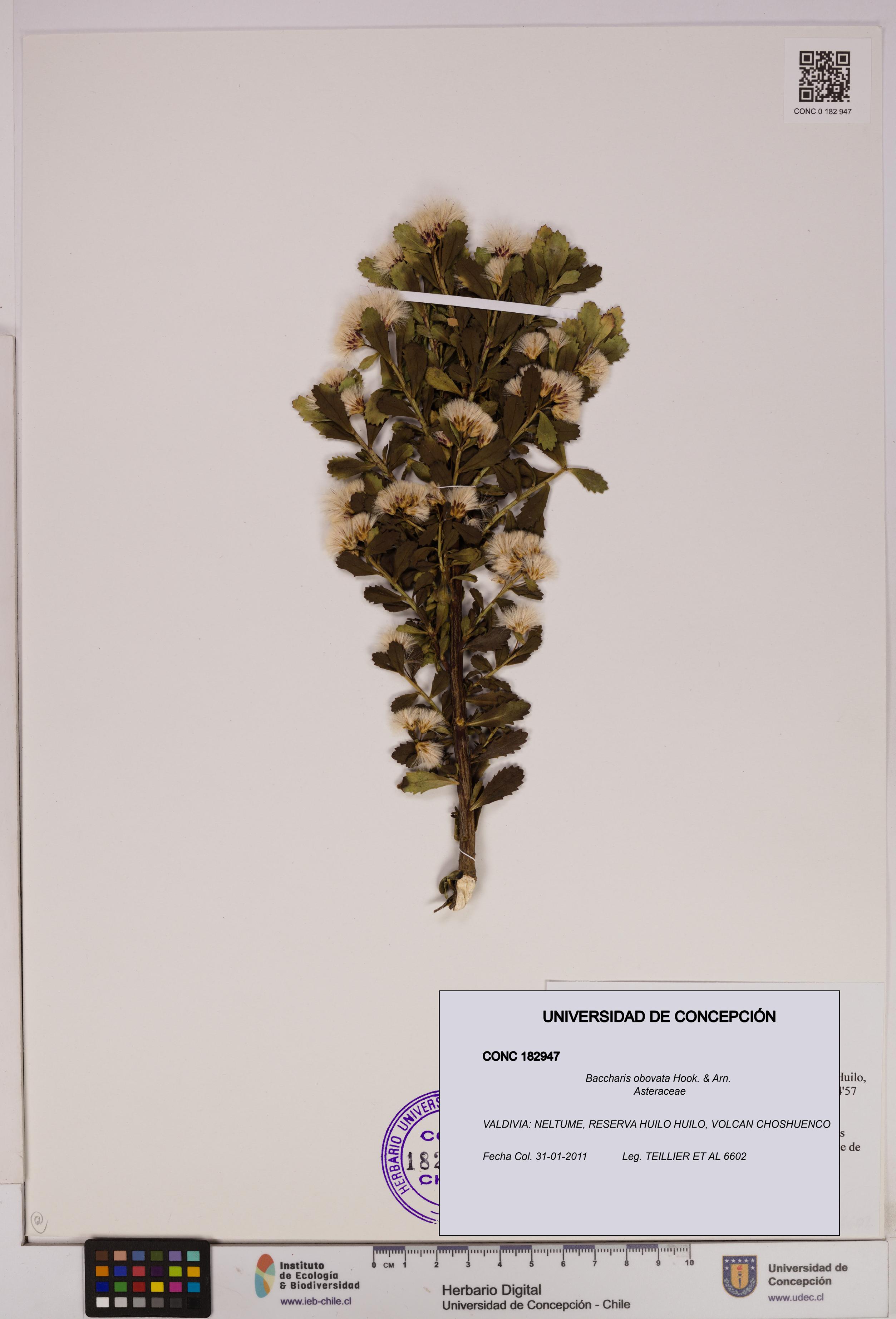 Baccharis obovata [Espécimen: UDEC:CONC:0182947]