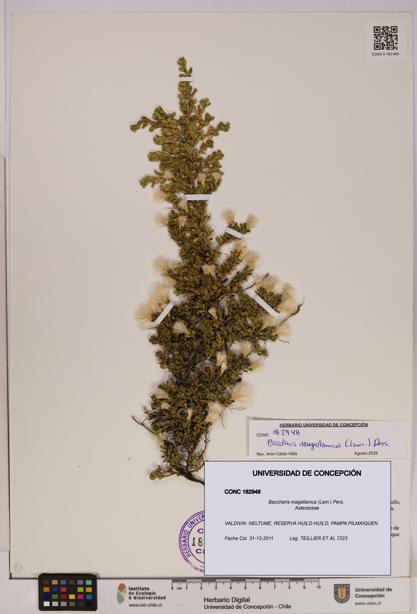 Baccharis magellanica [Espécimen: UDEC:CONC:0182948]