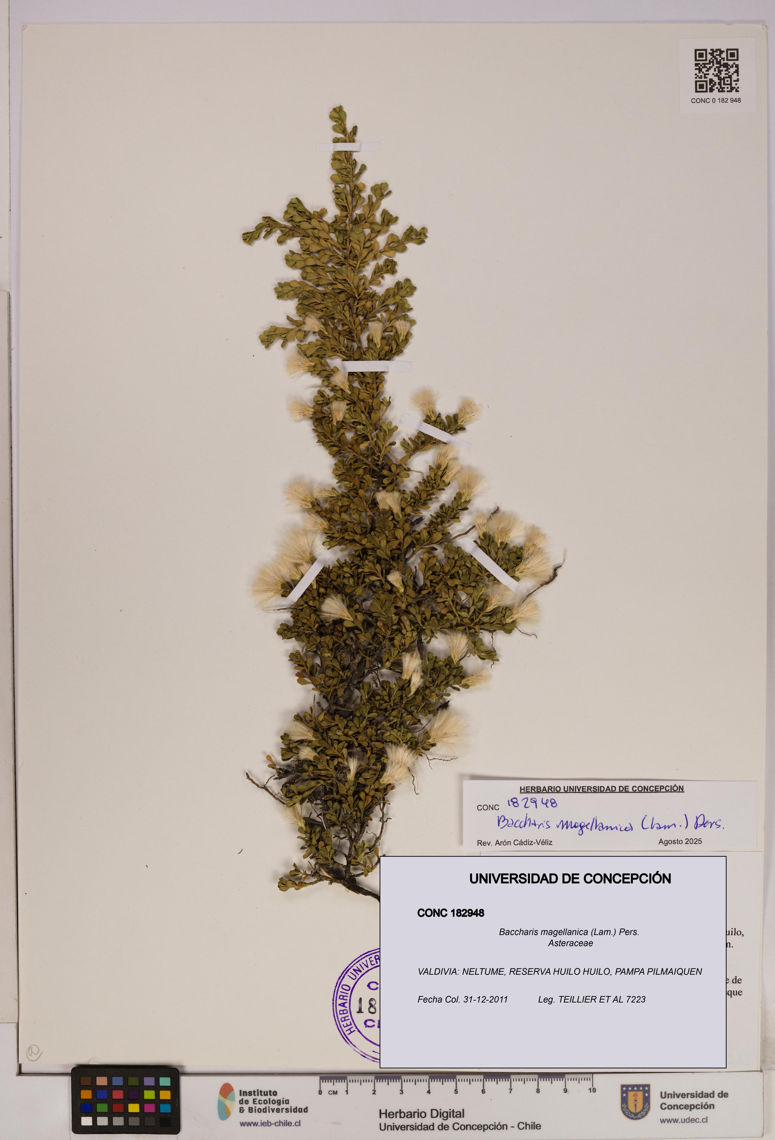 Baccharis magellanica [Espécimen: UDEC:CONC:0182948]