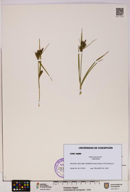 Carex fuscula [Espécimen: UDEC:CONC:0182960]