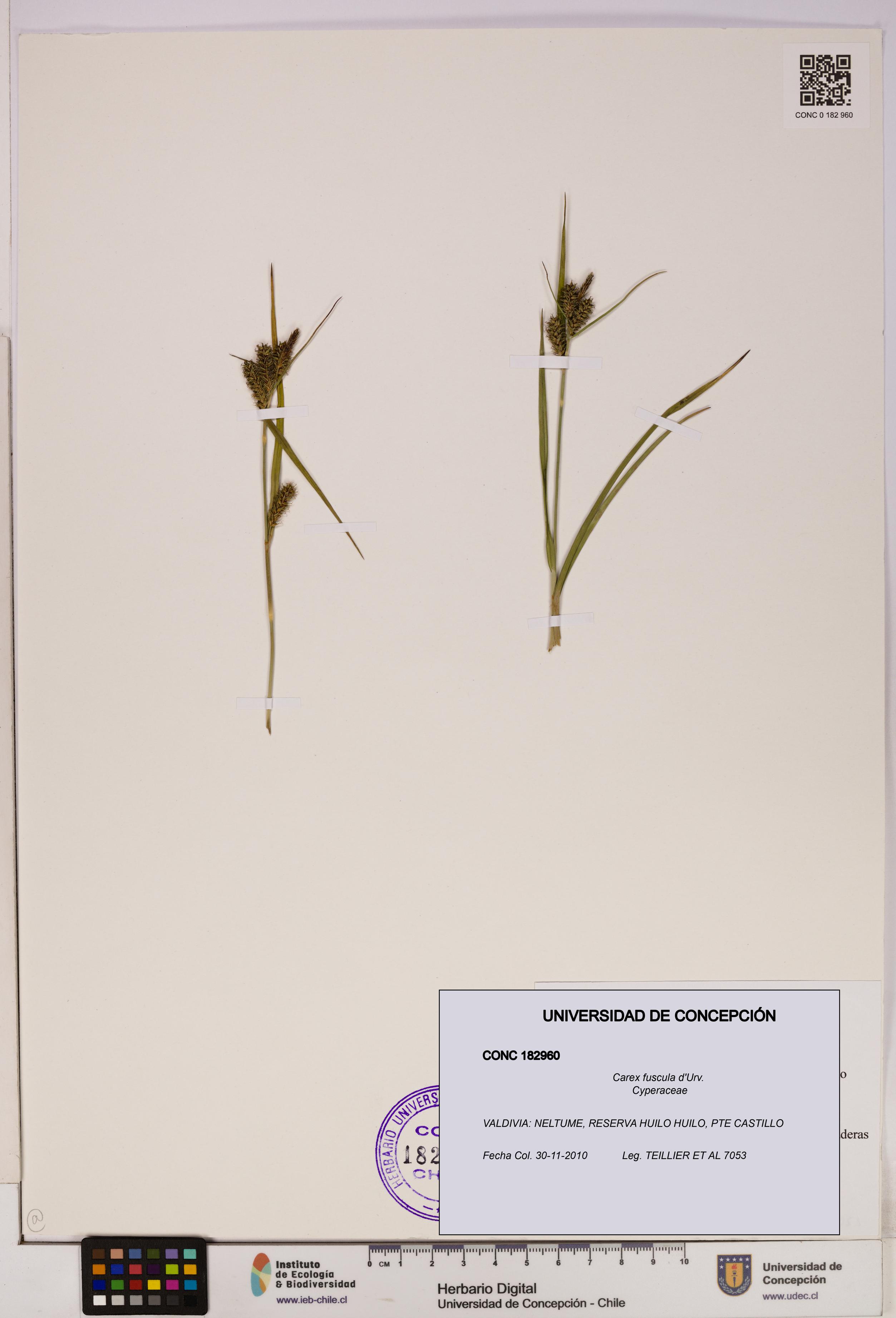 Carex fuscula [Espécimen: UDEC:CONC:0182960]