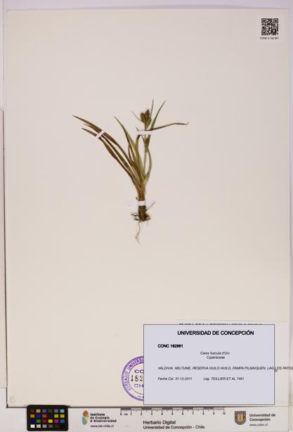 Carex fuscula [Espécimen: UDEC:CONC:0182961]