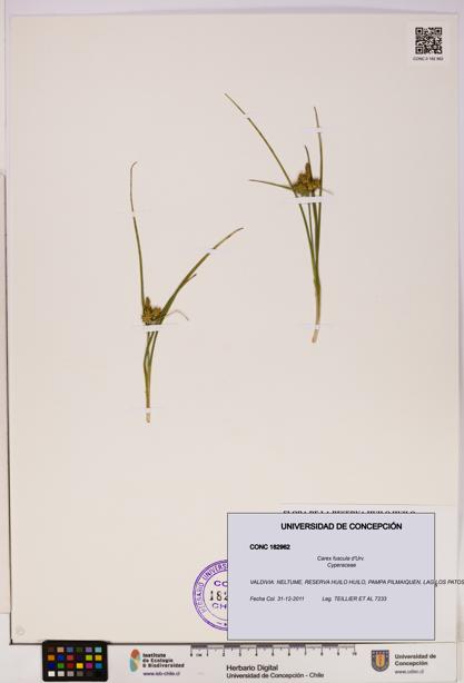 Carex fuscula [Espécimen: UDEC:CONC:0182962]