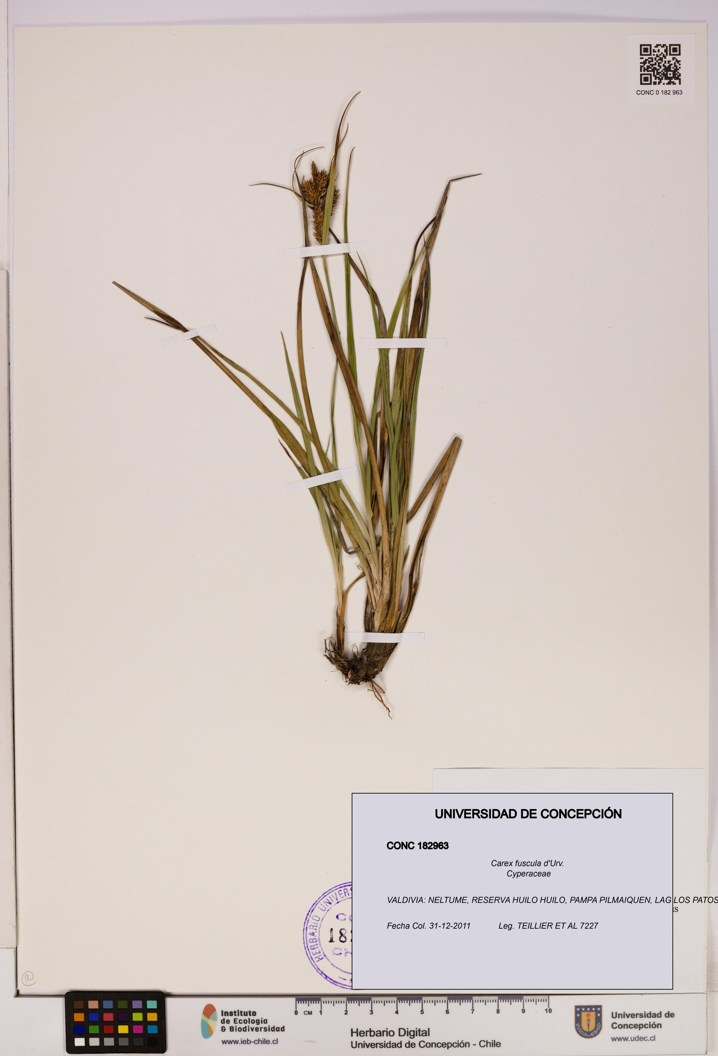 Carex fuscula [Espécimen: UDEC:CONC:0182963]