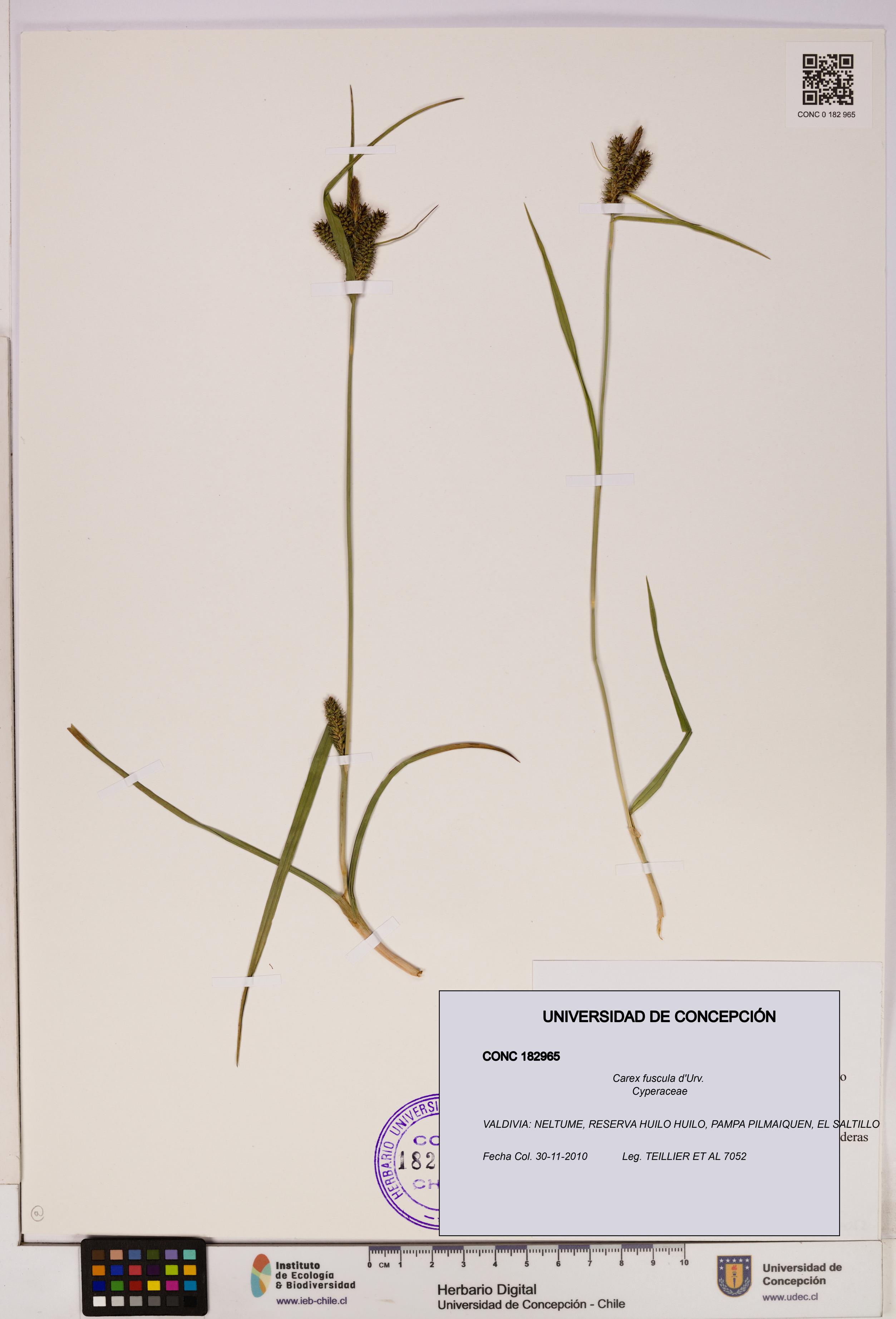 Carex fuscula [Espécimen: UDEC:CONC:0182965]